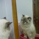 หนูมาลีเป็นลูกแมวเหมียว