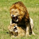 สมาชิกหมายเลข 1149851