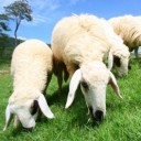 สมาชิกหมายเลข 1559506