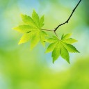 สมาชิกหมายเลข 750212