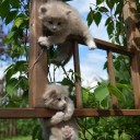 สมาชิกหมายเลข 1560207