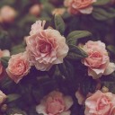 สมาชิกหมายเลข 2187129