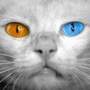 ปากกาคอแร้งขนนก