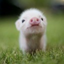 สมาชิกหมายเลข 1517005