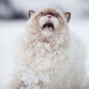 สมาชิกหมายเลข 1990382