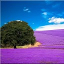 คุณพิมเสน