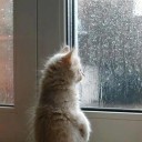 แมวบ้าน