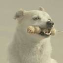 หมาหิวบ่อยๆของอร่อยอย่าให้ขาด