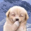 หมีแพนด้าถลาลม