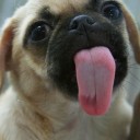 สมาชิกหมายเลข 2385289