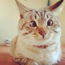 สมาชิกหมายเลข 2608490