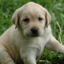 สมาชิกหมายเลข 1562237