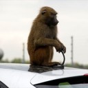 สมาชิกหมายเลข 1562835