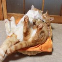 สมาชิกหมายเลข 1885464