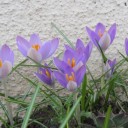 อ้วนวลี