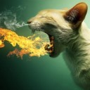 สมาชิกหมายเลข 735912