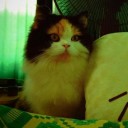 KittyLeo