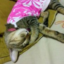 แมวน้อยสีรุ้ง