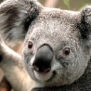 สมาชิกหมายเลข 1920091