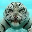 สมาชิกหมายเลข 1131409