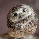 สมาชิกหมายเลข 2313065