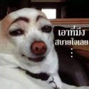 สมาชิกหมายเลข 2388954