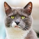 นกอร่อย