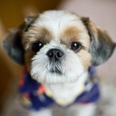 สมาชิกหมายเลข 1090076