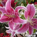 สมาชิกหมายเลข 1381583