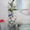 สมาชิกหมายเลข 3211753