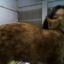 สมาชิกหมายเลข 2390233