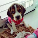 สุนัขสามขา