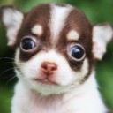 สมาชิกหมายเลข 2390359