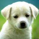 สมาชิกหมายเลข 1723302