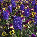 สมาชิกหมายเลข 1381424