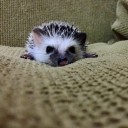 สมาชิกหมายเลข 2866850