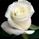 กิ่งกุหลาบ