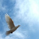 นกน้อยค่อย ๆ บิน