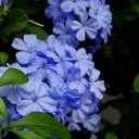 กิ๊บก้อ