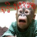 สมาชิกหมายเลข 830521