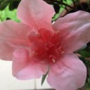 อาร์เวน