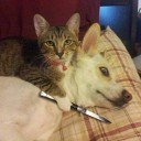 สมาชิกหมายเลข 2271035