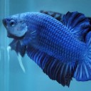 สมาชิกหมายเลข 1570634