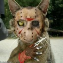 สมาชิกหมายเลข 1161364