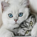 สมาชิกหมายเลข 1571158