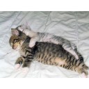 สมาชิกหมายเลข 1997595