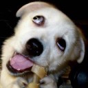 สมาชิกหมายเลข 2393290