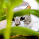 สมาชิกหมายเลข 2393707