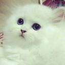 สมาชิกหมายเลข 981211