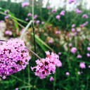 สมาชิกหมายเลข 2530135